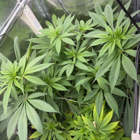 Criminal + growlog photo: Looks just fantastic 