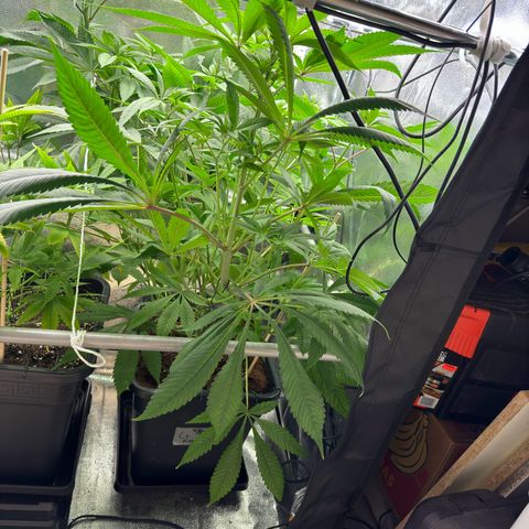 Criminal + growlog photo: Looks just fantastic 