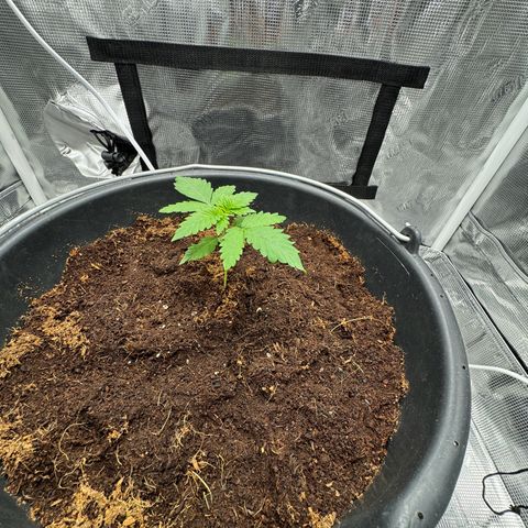 Critical Orange Punch coco growlog timeline photo