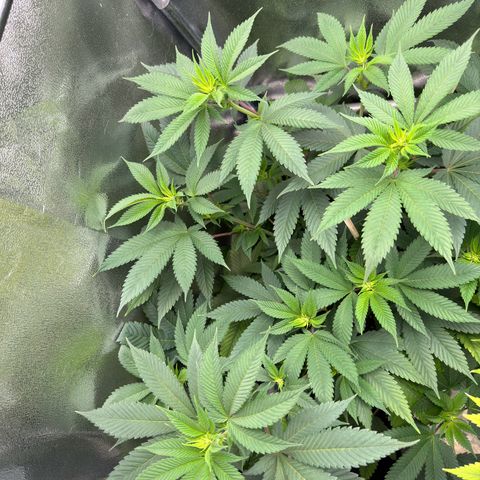 Lemon Zkittle growlog timeline photo