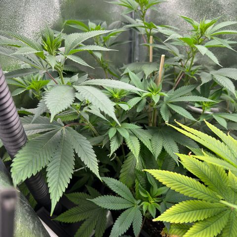Lemon Zkittle growlog timeline photo