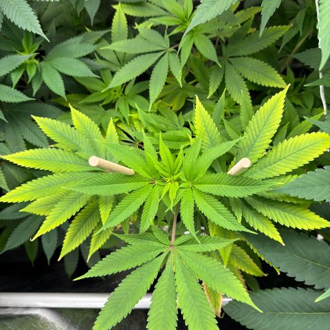 Criminal+ growlog timeline photo