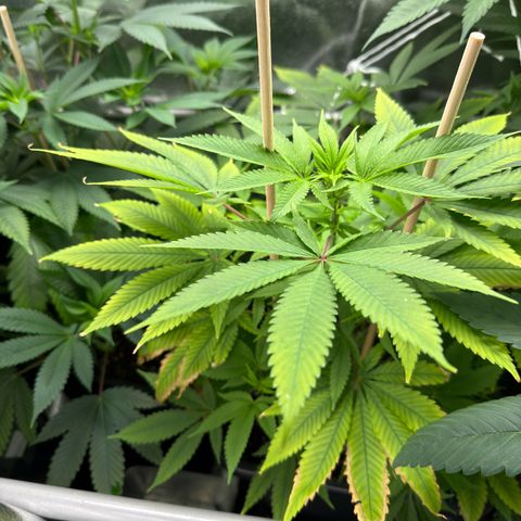 Criminal+ growlog timeline photo