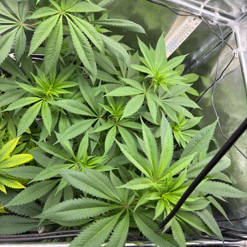 Criminal + growlog timeline photo