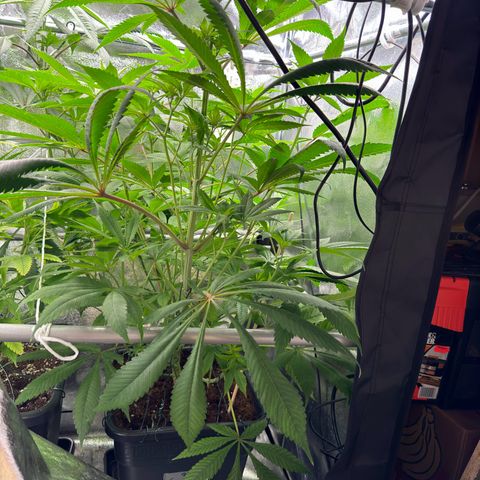 Criminal + growlog timeline photo