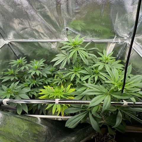 Criminal + growlog timeline photo