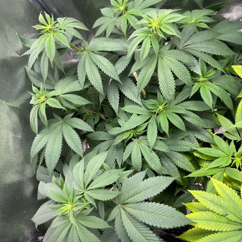 Lemon Zkittle growlog timeline photo