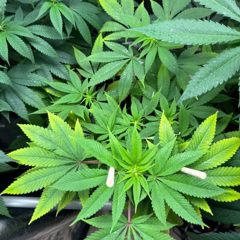 Criminal+ growlog timeline photo