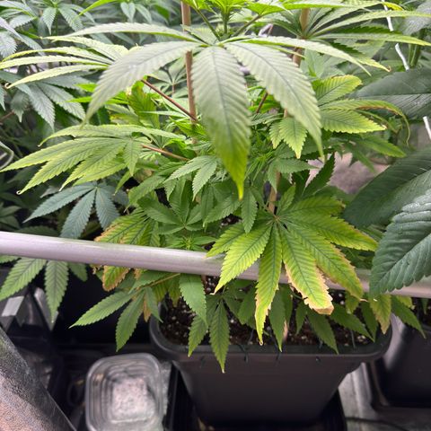 Criminal+ growlog timeline photo