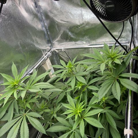 Criminal + growlog timeline photo