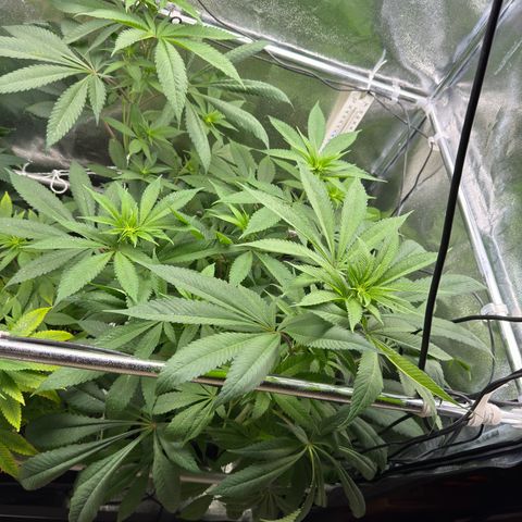 Criminal + growlog timeline photo