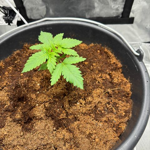 Critical Orange Punch coco growlog timeline photo
