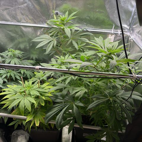 Criminal + growlog timeline photo