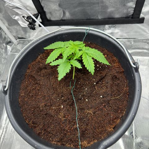 Critical Orange Punch coco growlog timeline photo