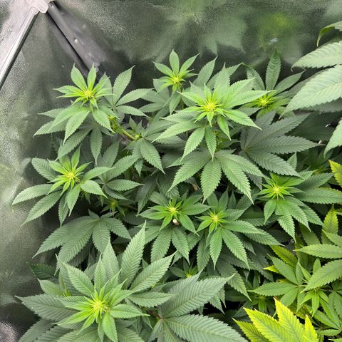 Lemon Zkittle growlog timeline photo