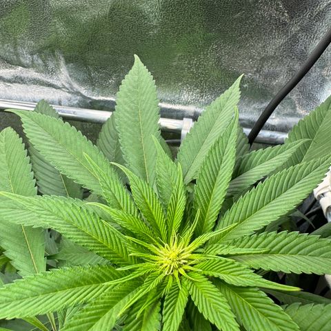 Lemon Zkittle growlog timeline photo