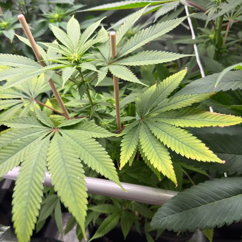 Criminal+ growlog timeline photo