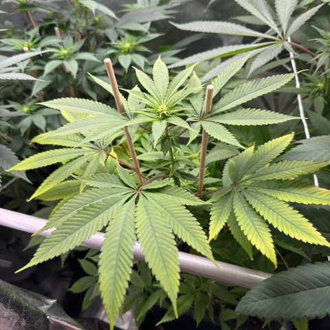 Criminal+ growlog timeline photo