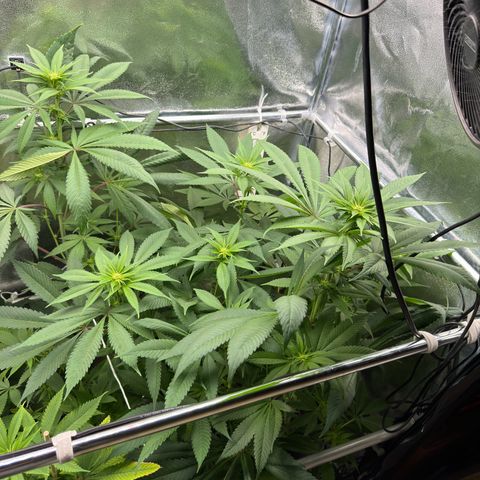Criminal + growlog timeline photo