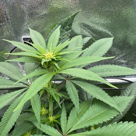 Criminal + growlog timeline photo