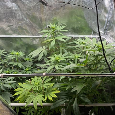 Criminal + growlog timeline photo