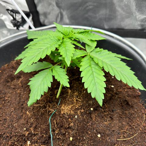 Critical Orange Punch coco growlog timeline photo