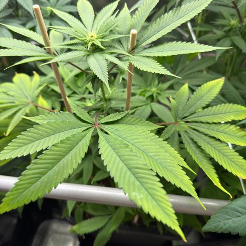 Criminal+ growlog timeline photo