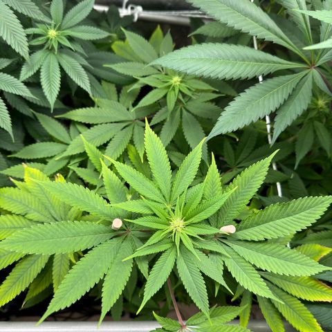 Criminal+ growlog timeline photo