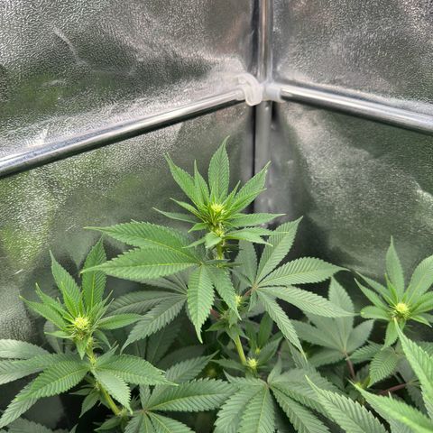 Lemon Zkittle growlog timeline photo