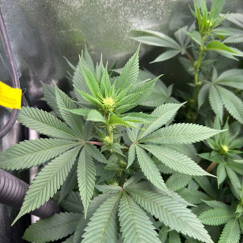 Lemon Zkittle growlog timeline photo