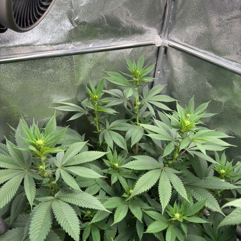 Lemon Zkittle growlog timeline photo