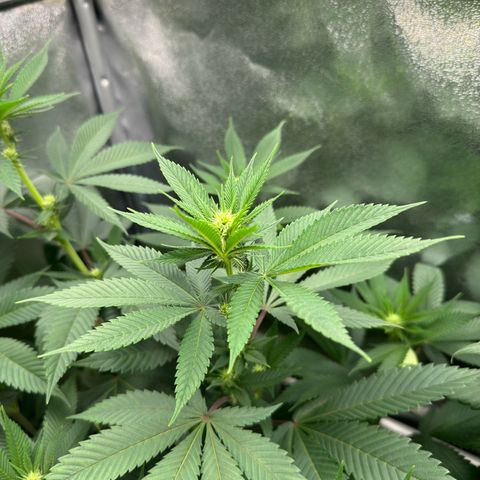 Lemon Zkittle growlog timeline photo