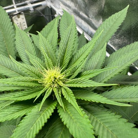 Criminal + growlog timeline photo