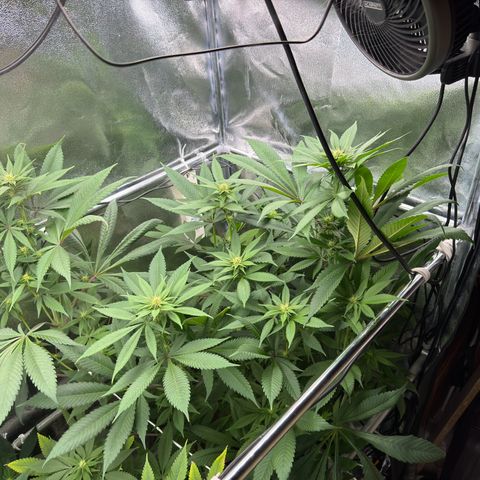 Criminal + growlog timeline photo
