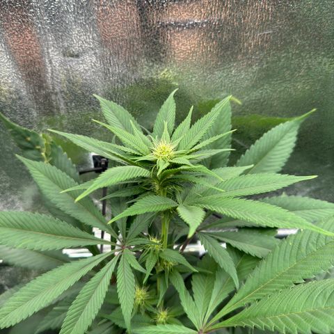 Criminal + growlog timeline photo