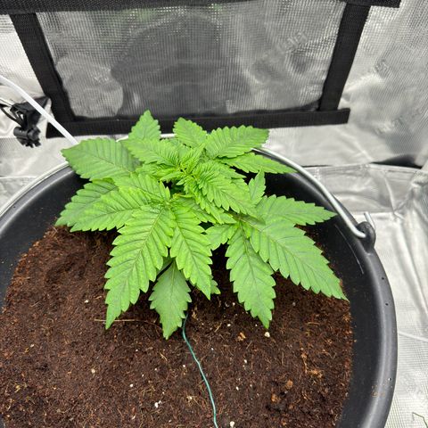 Critical Orange Punch coco growlog timeline photo