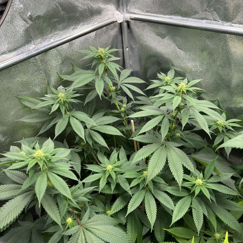 Lemon Zkittle growlog timeline photo