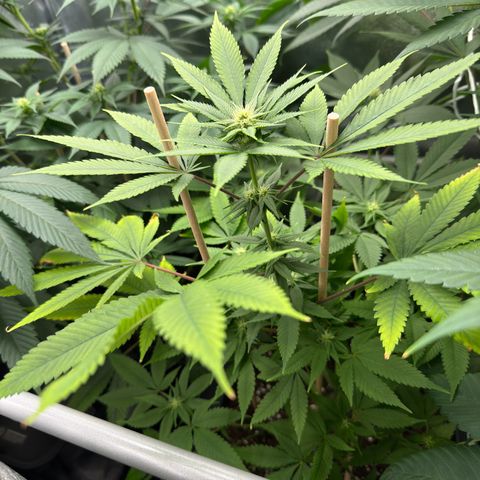 Criminal+ growlog timeline photo
