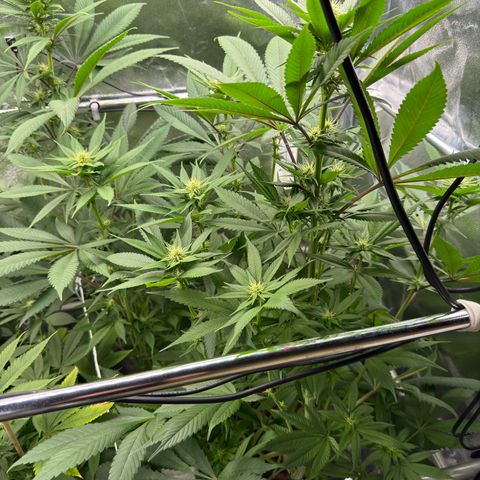 Criminal + growlog timeline photo