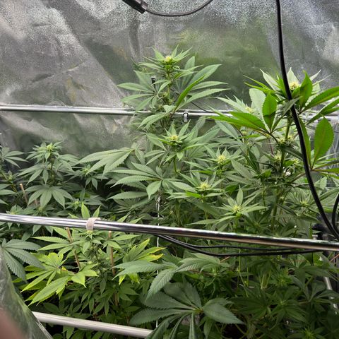 Criminal + growlog timeline photo