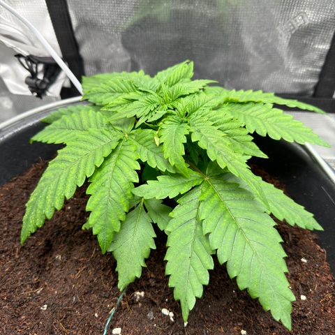 Critical Orange Punch coco growlog timeline photo