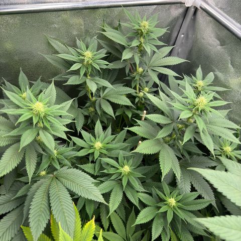 Lemon Zkittle growlog timeline photo