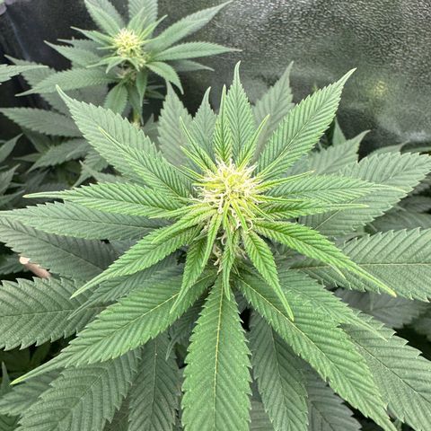 Lemon Zkittle growlog timeline photo
