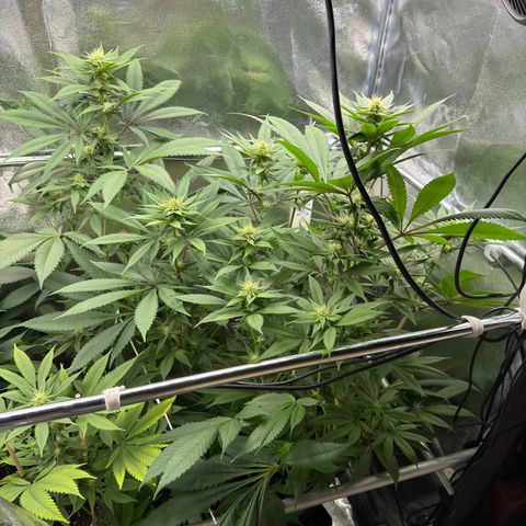 Criminal + growlog timeline photo