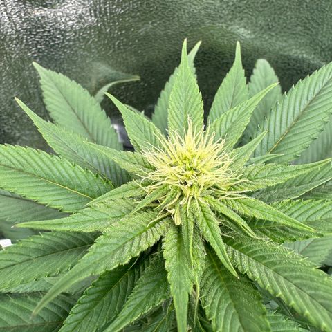 Criminal + growlog timeline photo