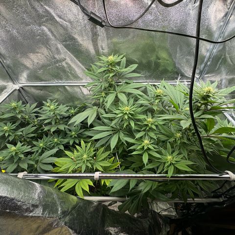 Criminal + growlog timeline photo