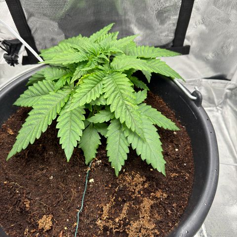 Critical Orange Punch coco growlog timeline photo