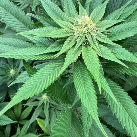 Lemon Zkittle growlog timeline photo