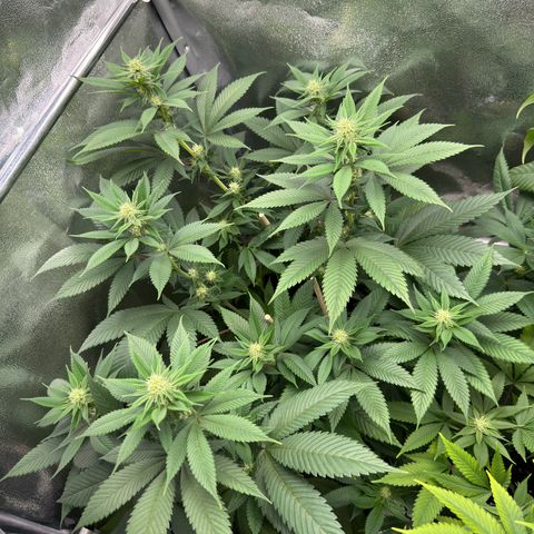 Lemon Zkittle growlog timeline photo