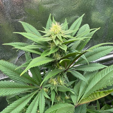 Criminal + growlog timeline photo